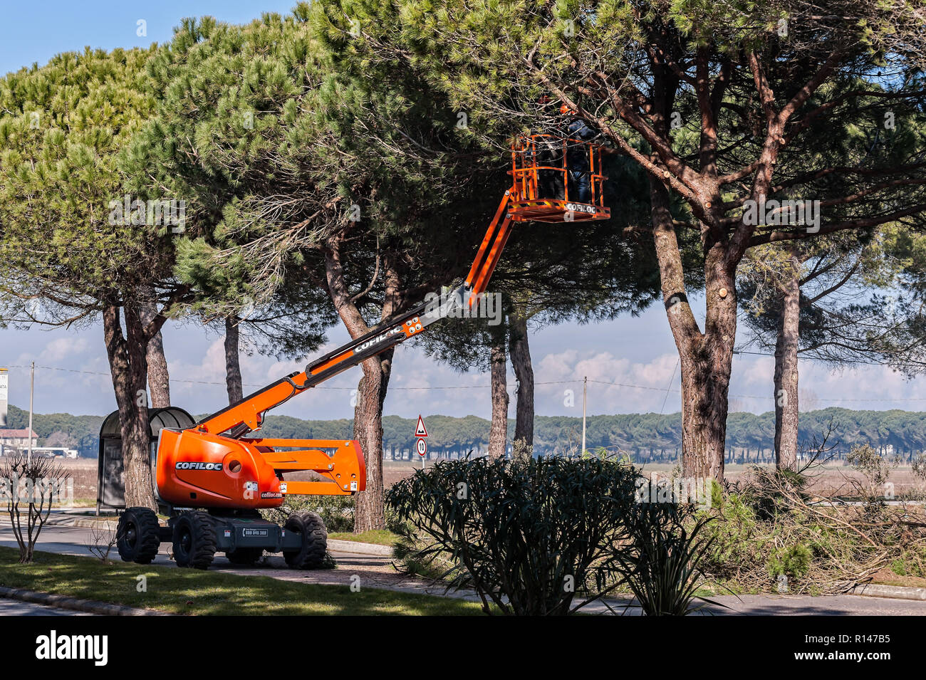 Bibione,Italia - 08 Marzo 2018 : i lavoratori e i macchinari a potatura degli alberi prima dell' inizio della stagione turistica. Foto Stock