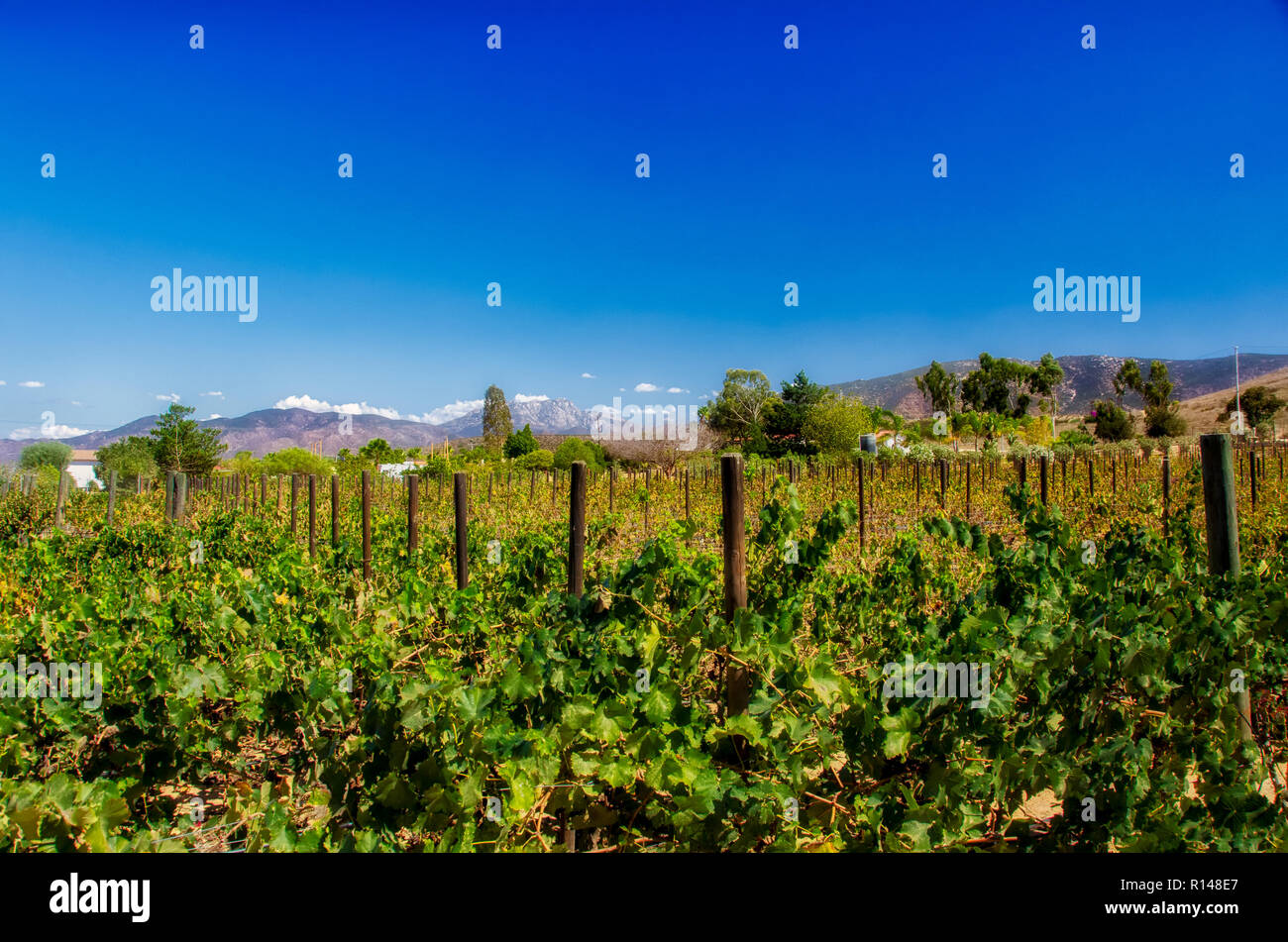La Valle de Guadalupe, in Messico Foto Stock