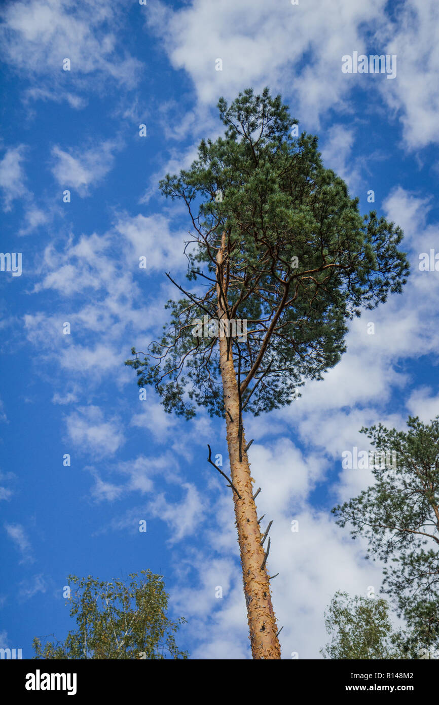 Il pino da solo sul bordo della foresta contro il cielo Foto Stock