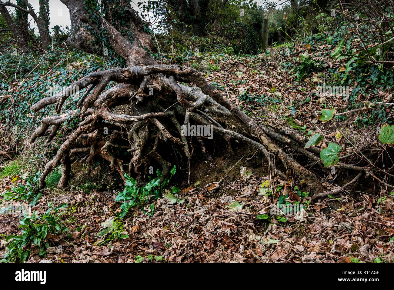 La parte esposta del sistema di radice di un albero in campagna della Cornovaglia. Foto Stock