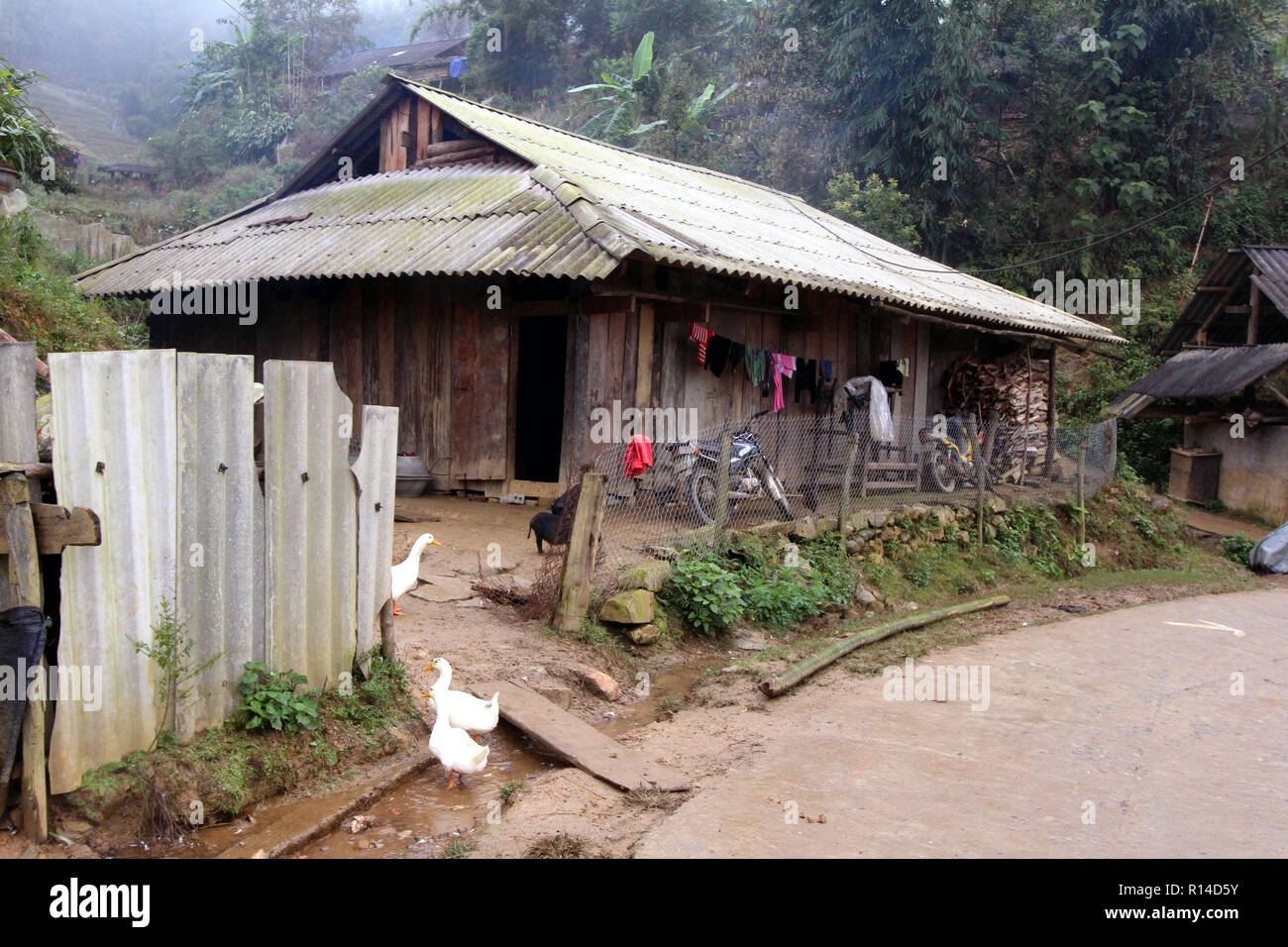 Anatre e maiali vagare attraverso il cantiere di un umile villaggio Vietnamita home vicino a Sapa Foto Stock