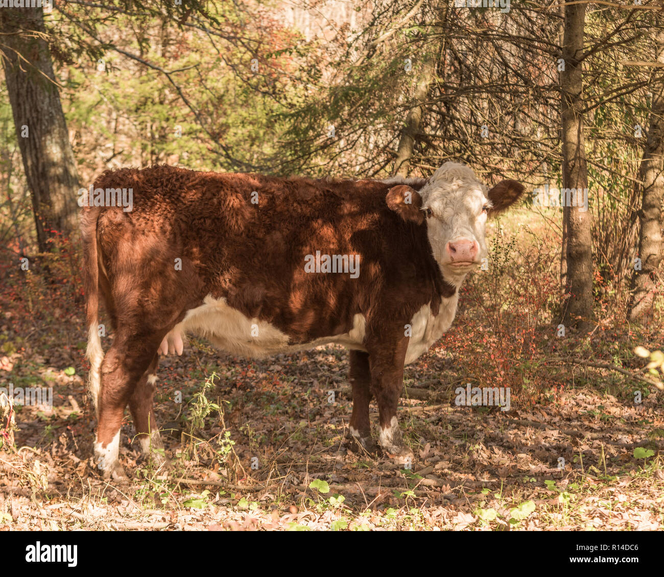 Hereford cow di pascolare su ghiande e erba di pascolo autunnale su una soleggiata giornata autunnale nel New England boschi Foto Stock