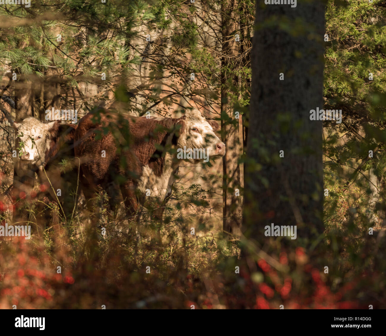 Hereford mucca e vitello di pascolare su ghiande e erba di pascolo autunnale su una soleggiata giornata autunnale nel New England boschi Foto Stock