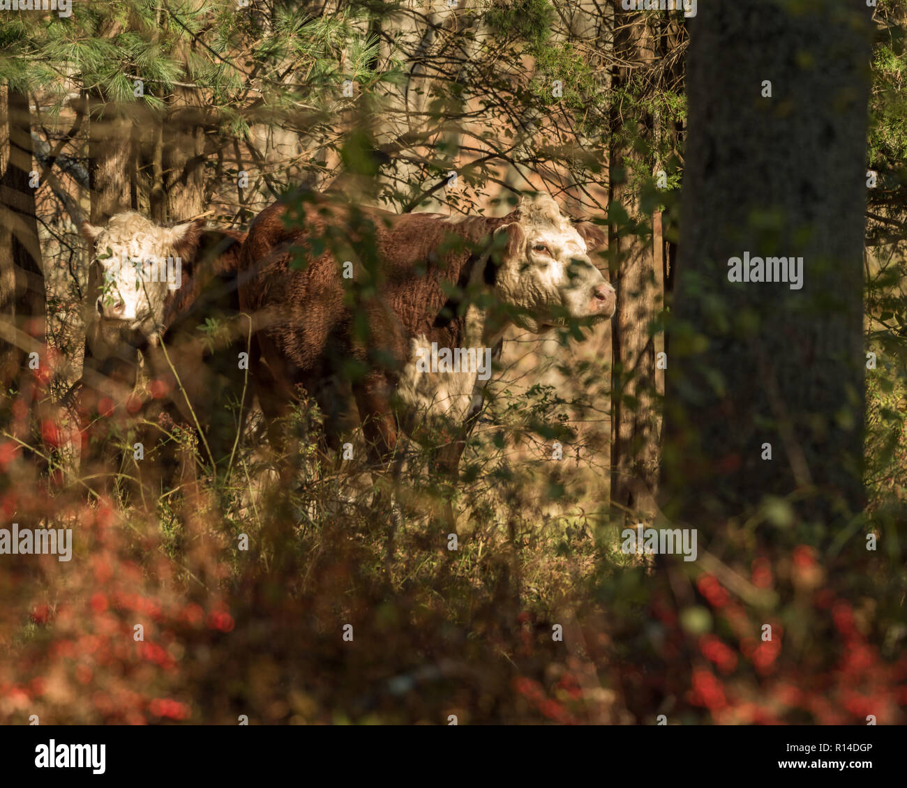 Hereford mucca e vitello di pascolare su ghiande e erba di pascolo autunnale su una soleggiata giornata autunnale nel New England boschi Foto Stock