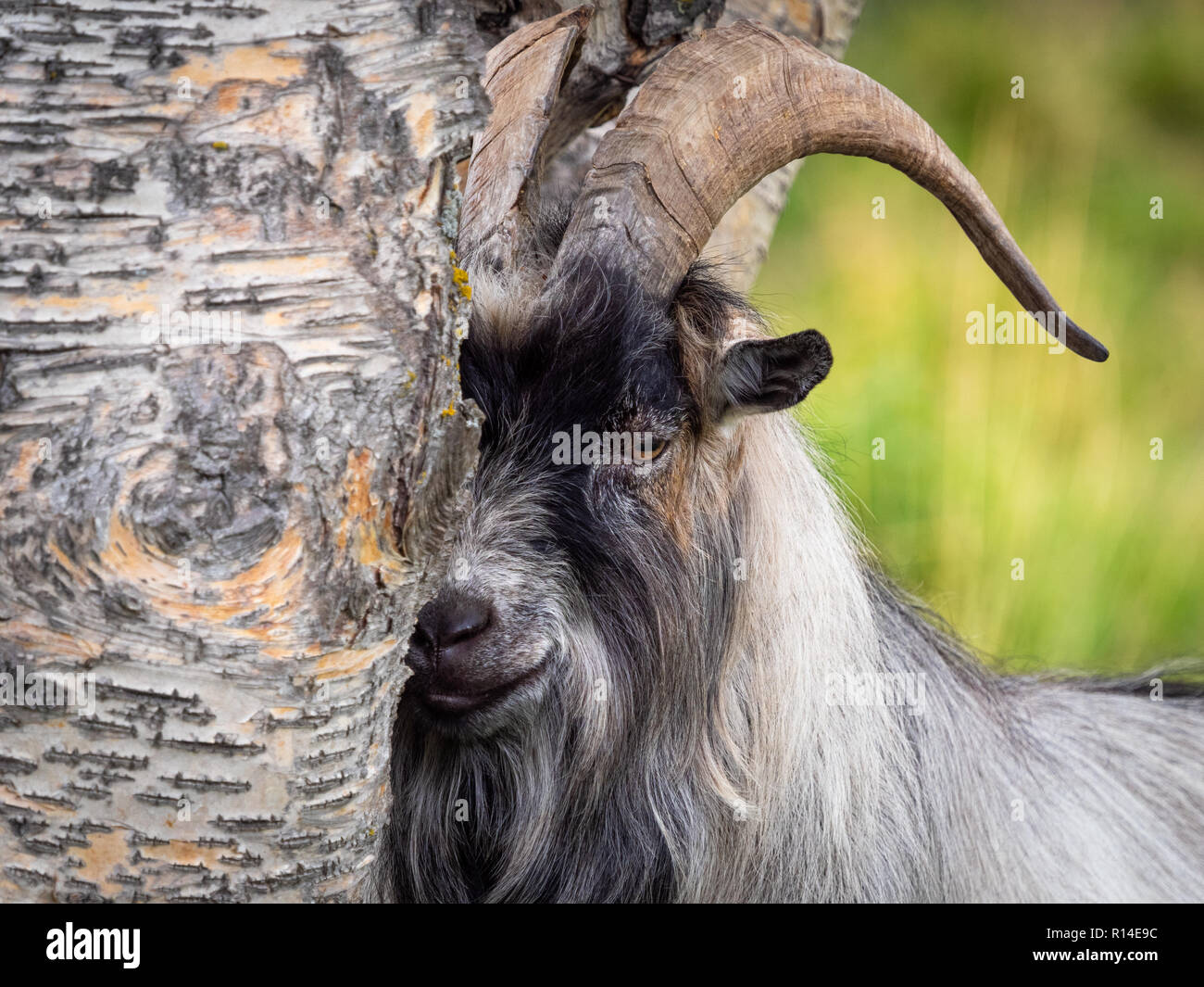Un maschio di capra nascondersi dietro a un albero mentre guardando il fotografo. Foto Stock