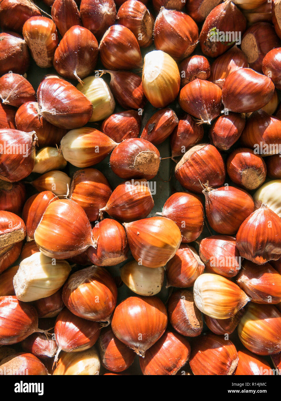 Raccolto di recente scesa castagne da un albero in un giardino inglese in ottobre nel Regno Unito Foto Stock
