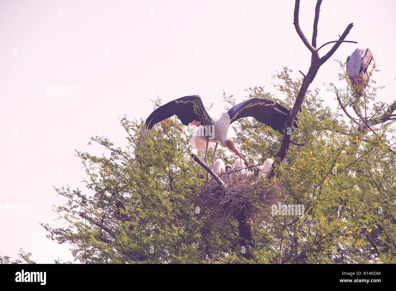 Bharatpur Bird Sanctuary-Painted stork,l'alimentazione pulcini,inizializzazioni nest,su Babul tree,dipinto di Stork colonia, Rajasthan,l'India. Foto Stock