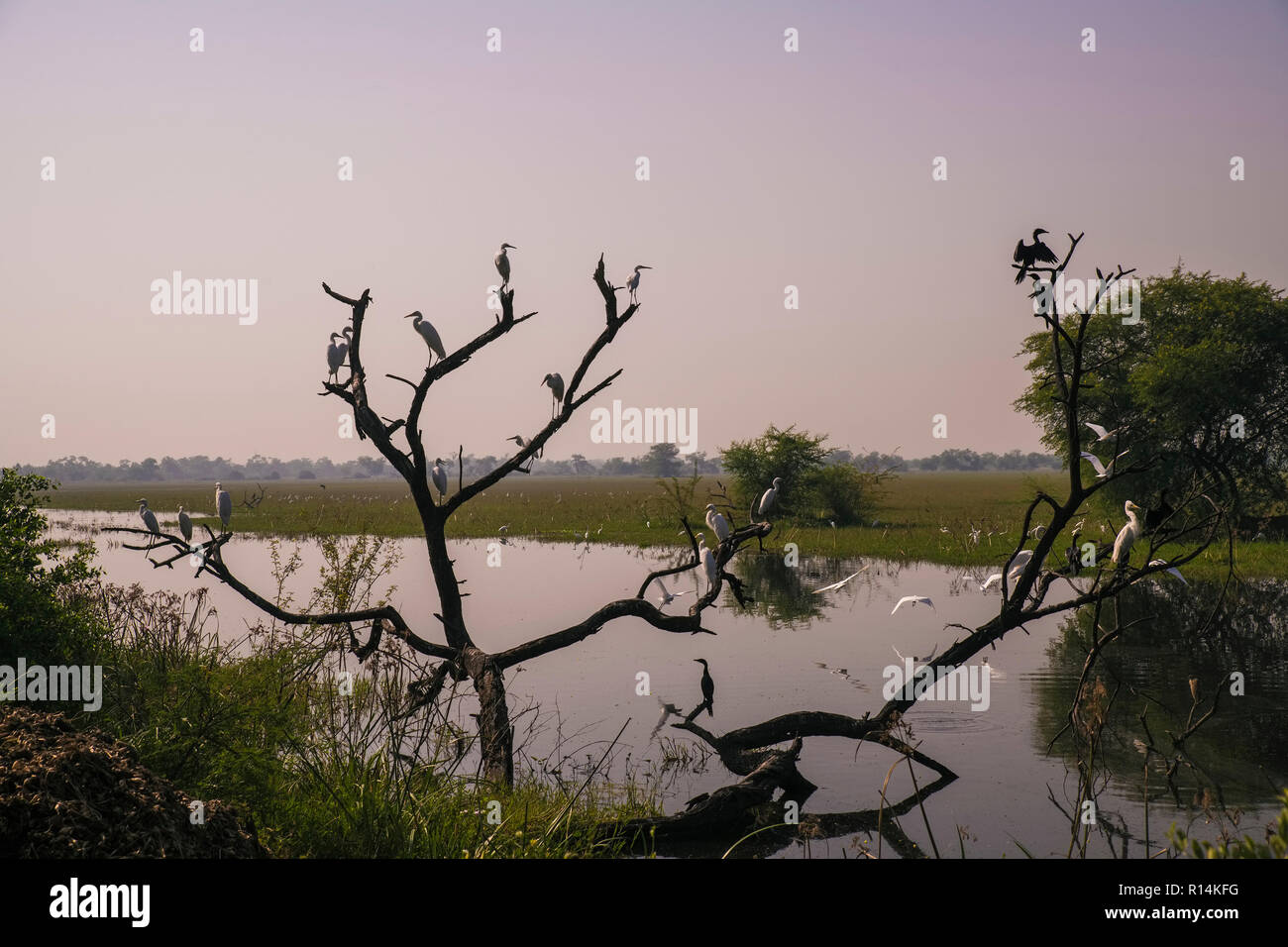 Bharatpur Bird Sanctuary,grandi aironi,cormorani , il floccaggio,vaste paludi erbose,in occidente,di mattina e la raccolta di piccole ,insetti,pesci,Rajasthan,l'India. Foto Stock