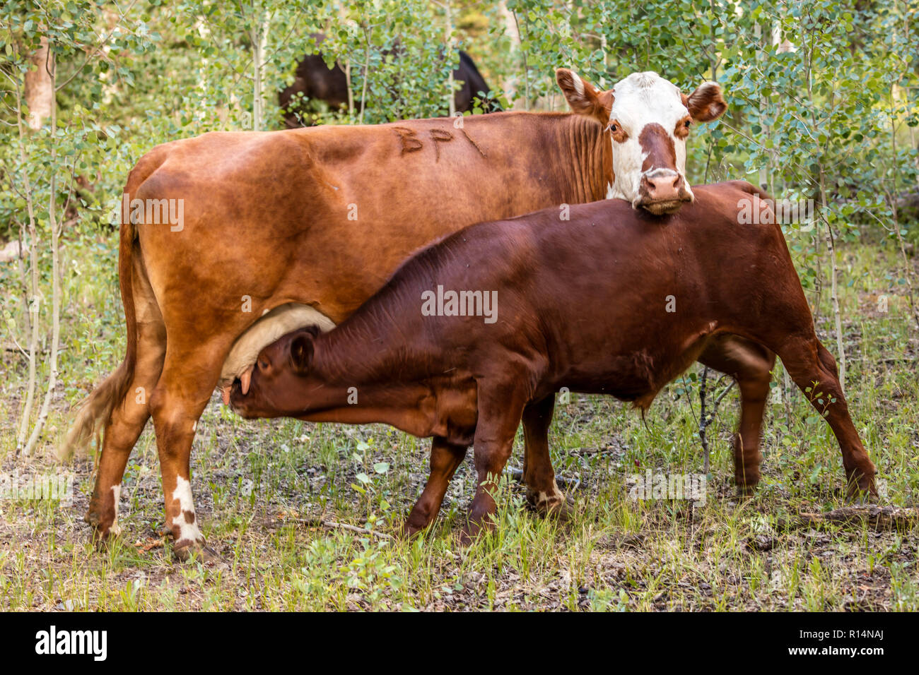 Luglio 23, 2018 RIDGWAY COLORADO, Stati Uniti d'America - mucca con BP marca, al di fuori di Ridgway Colorado, infermieri vitello di grandi dimensioni Foto Stock