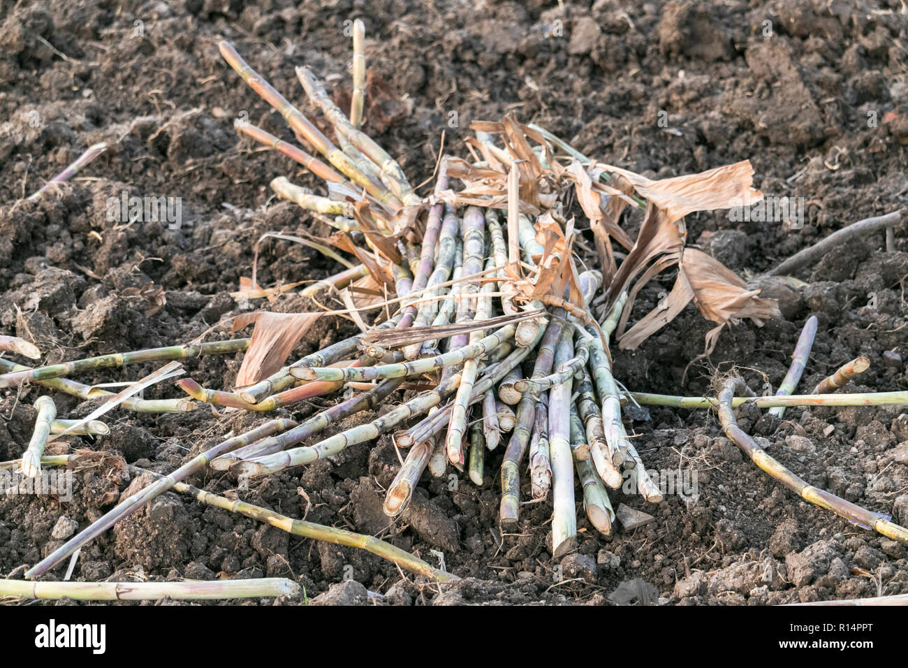 La canna da zucchero in Indian terre agricole Foto Stock