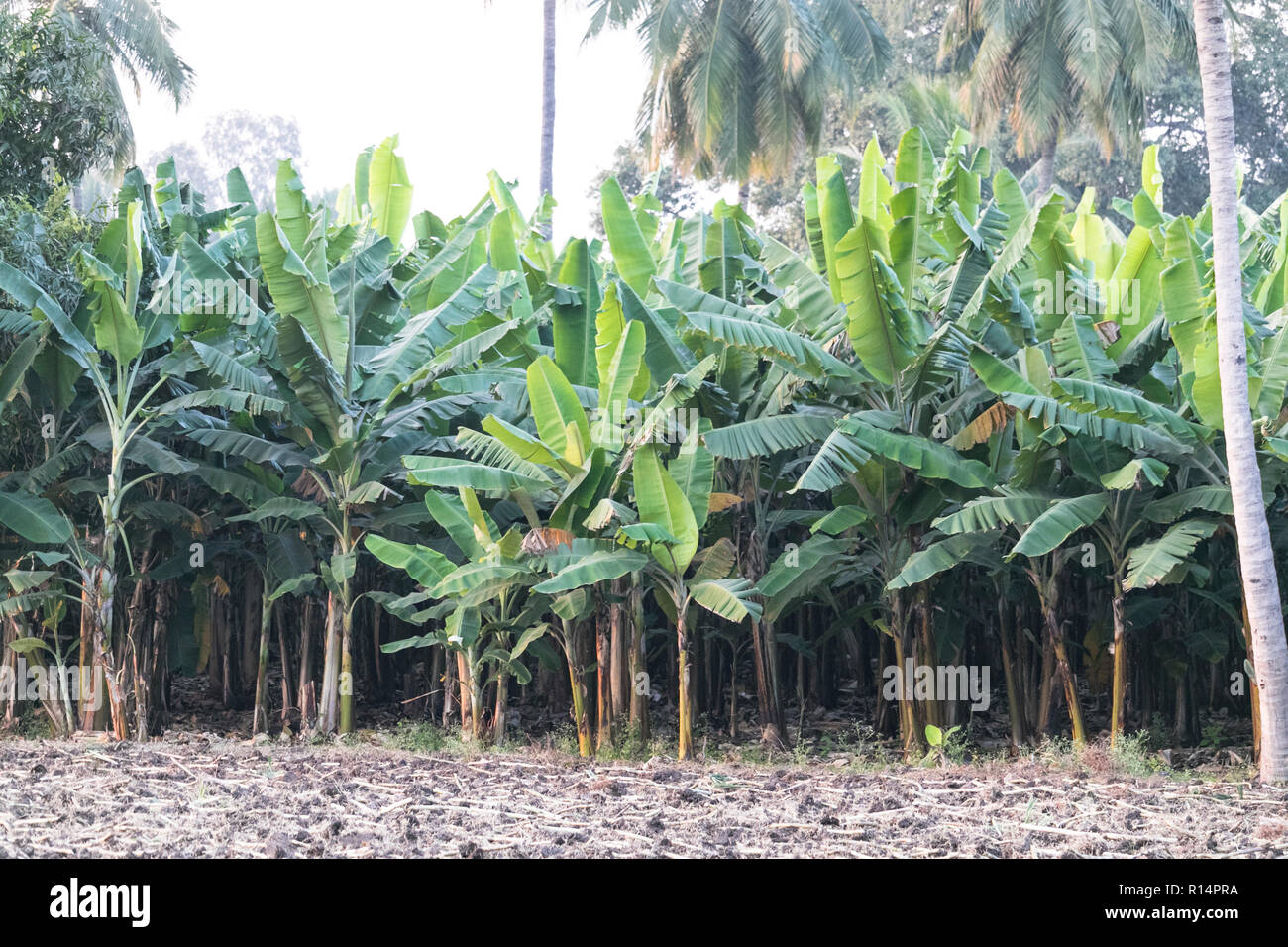 Set Di 2 Alberi Di Banane Artificiali – Piante Finte Tropicali In Vaso, Foglie Regolabili, Per Decorazione Interna