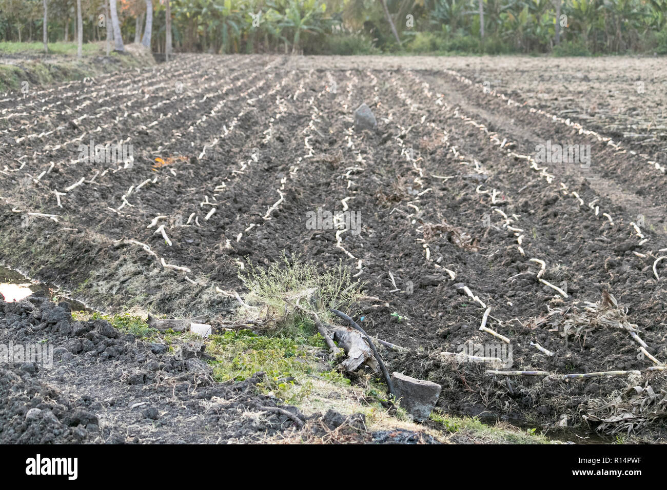Agricoltura indiano terra,coltivazione di canna da zucchero Foto Stock