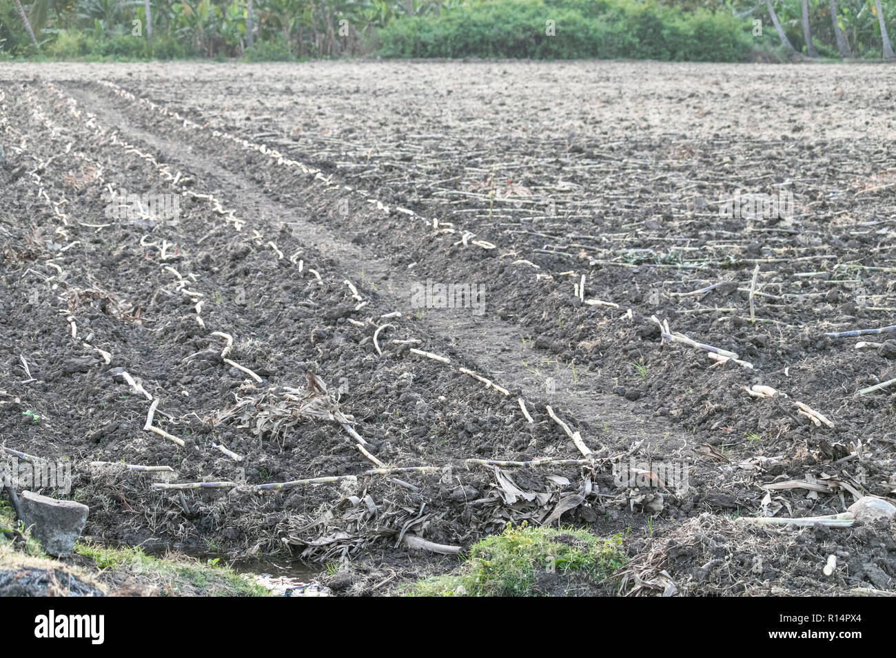 Agricoltura indiano terra,coltivazione di canna da zucchero Foto Stock