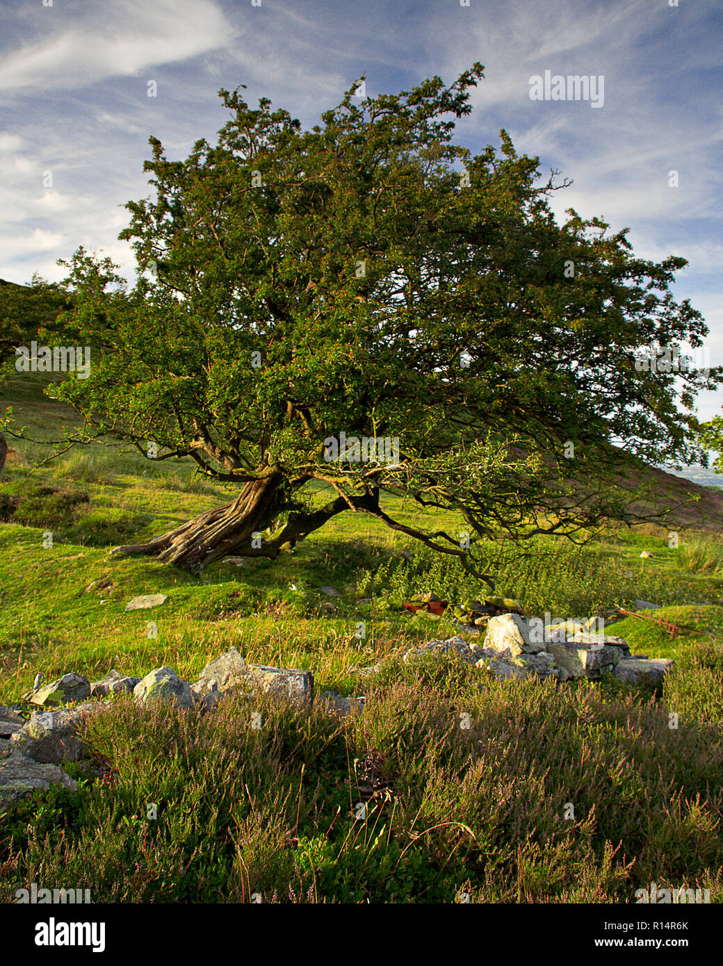Weatherbeaten vecchio albero nel Galles del Nord in primavera Foto Stock