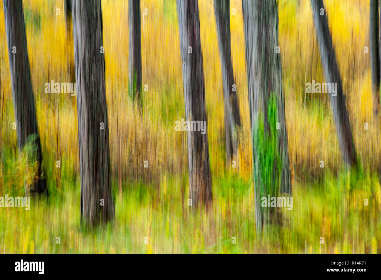 Tronchi di alberi offuscata dalla telecamera verticale panning Foto Stock