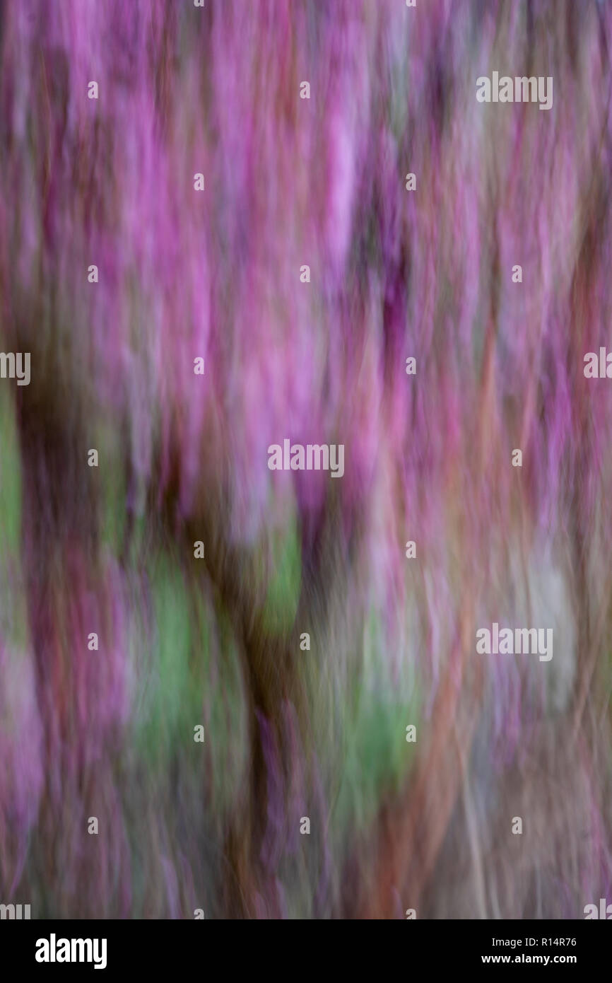 Il Ciliegio fiorisce in primavera con la fotocamera in verticale il panning blur Foto Stock