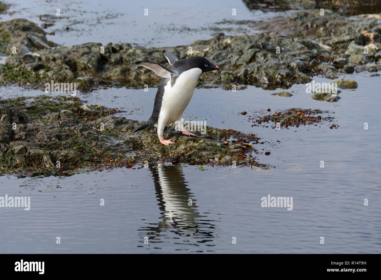 Adelie penguin in Antartide Foto Stock