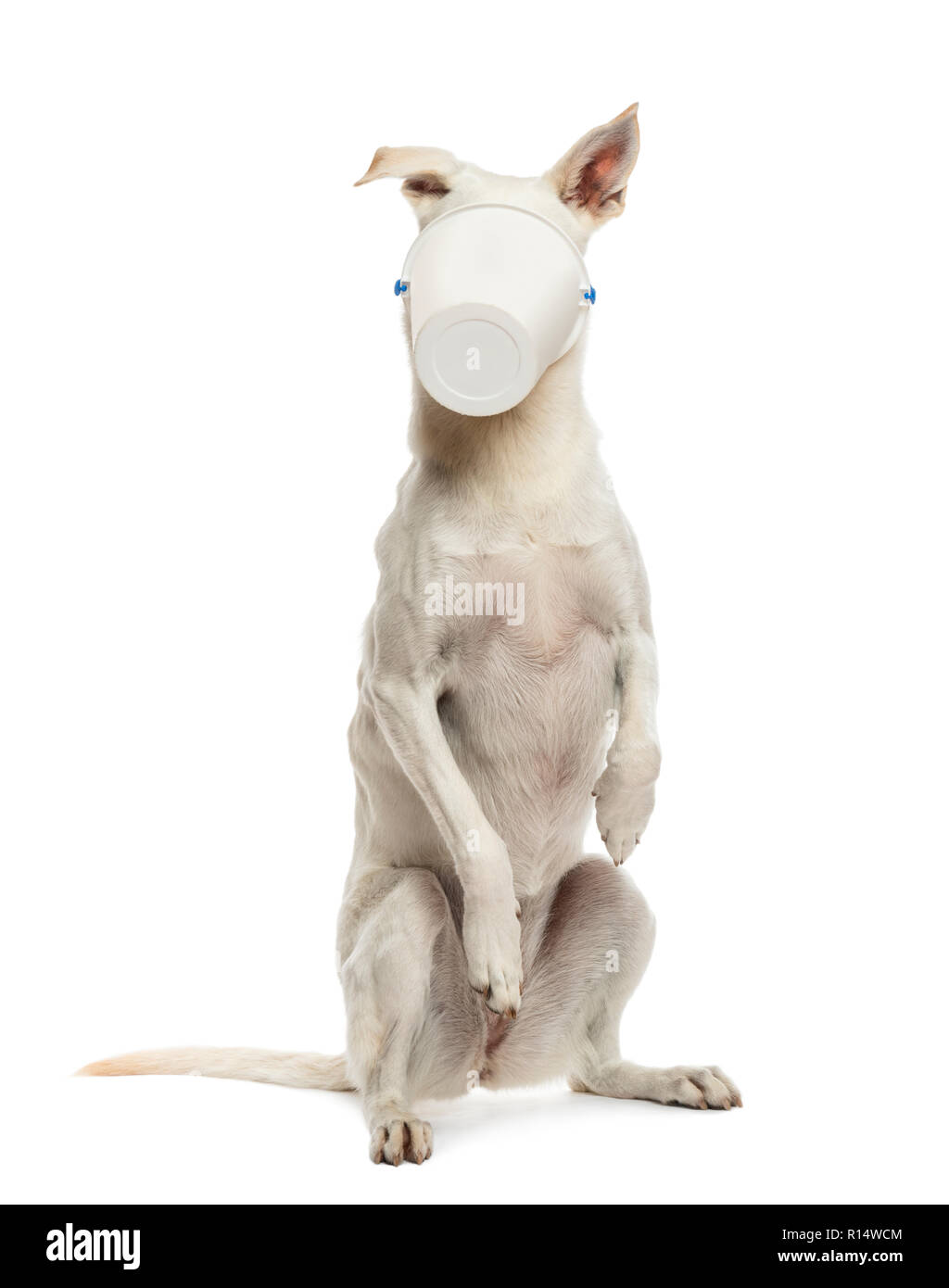 Incroci di cane in piedi sulle zampe posteriori con benna sulla sua faccia contro uno sfondo bianco Foto Stock