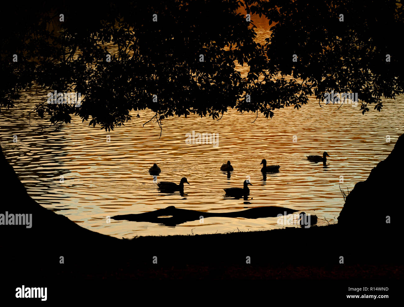 Alimentazione di germani reali sotto lecci Holkham Norfolk Foto Stock