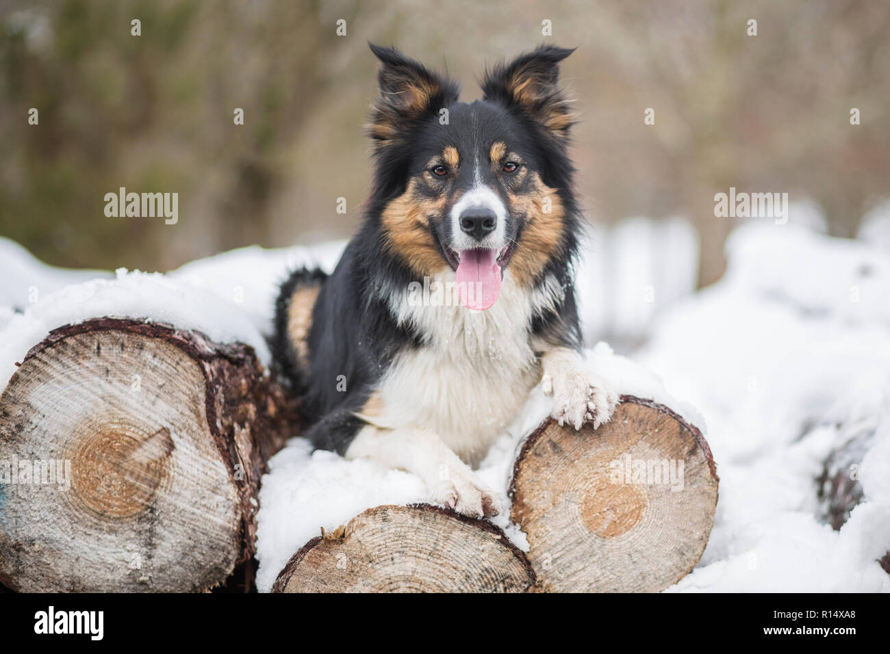 Un cane collie di bordo tricolore in una foresta innevata Foto Stock