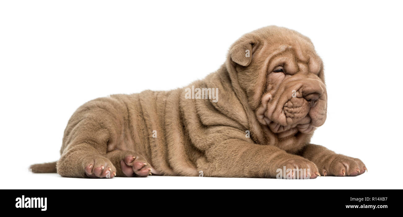 Vista laterale di un Shar Pei cucciolo sdraiato, sonnecchia, isolato su bianco Foto Stock