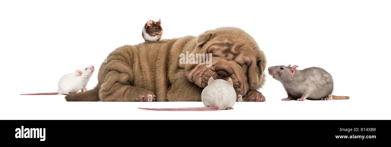 Shar Pei cucciolo sdraiato, dormendo e circondato da topi Foto Stock