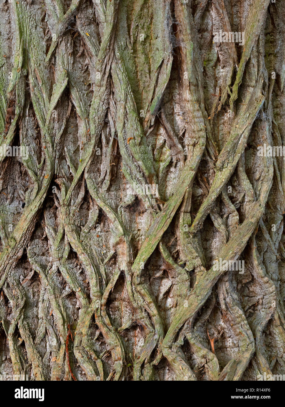 Sweet Chestnut Castanea sativa tronco e modelli di corteccia di albero antico Foto Stock