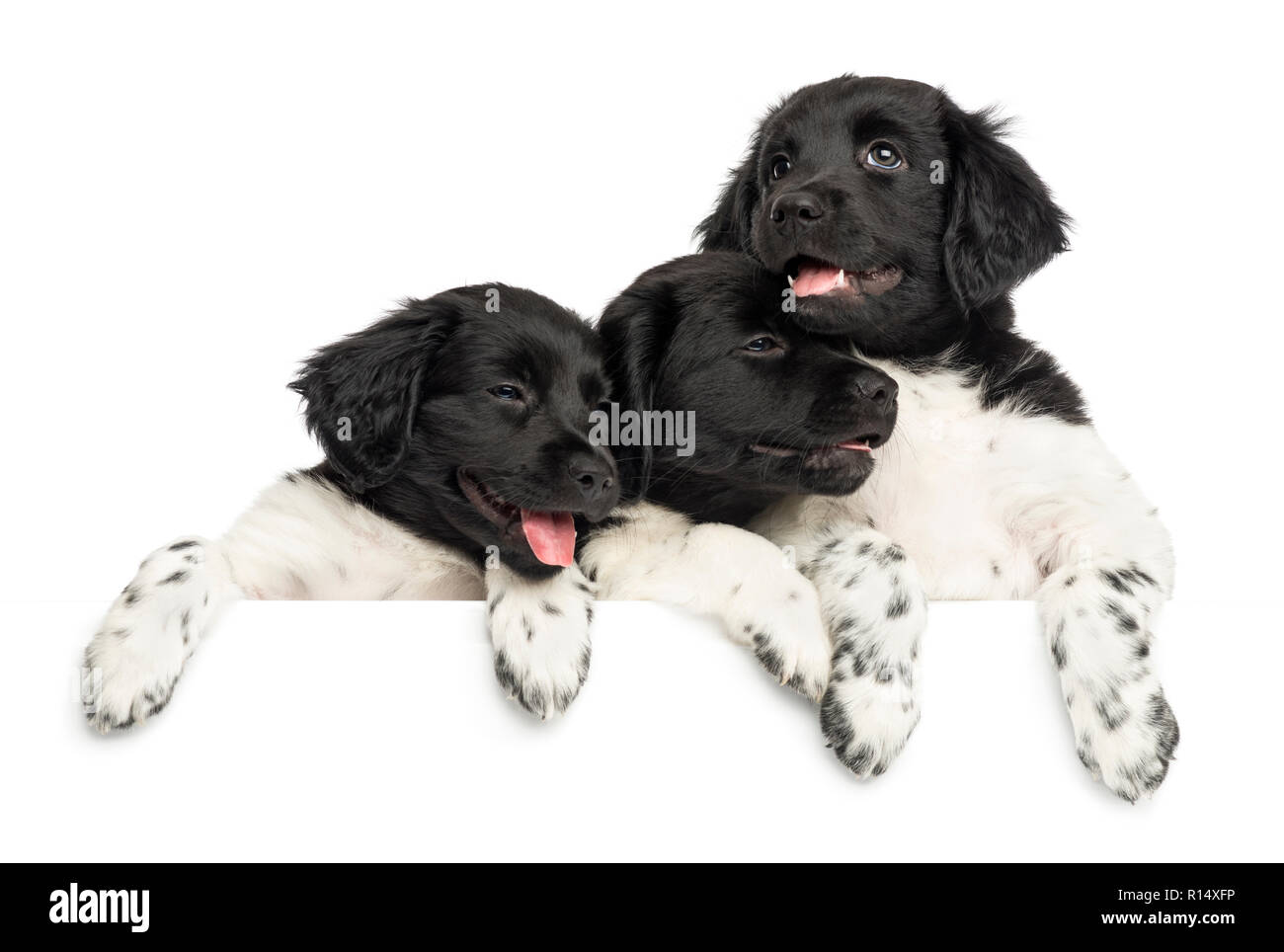 Stabyhoun cuccioli appoggiato su di una scheda di wite, isolato su bianco Foto Stock