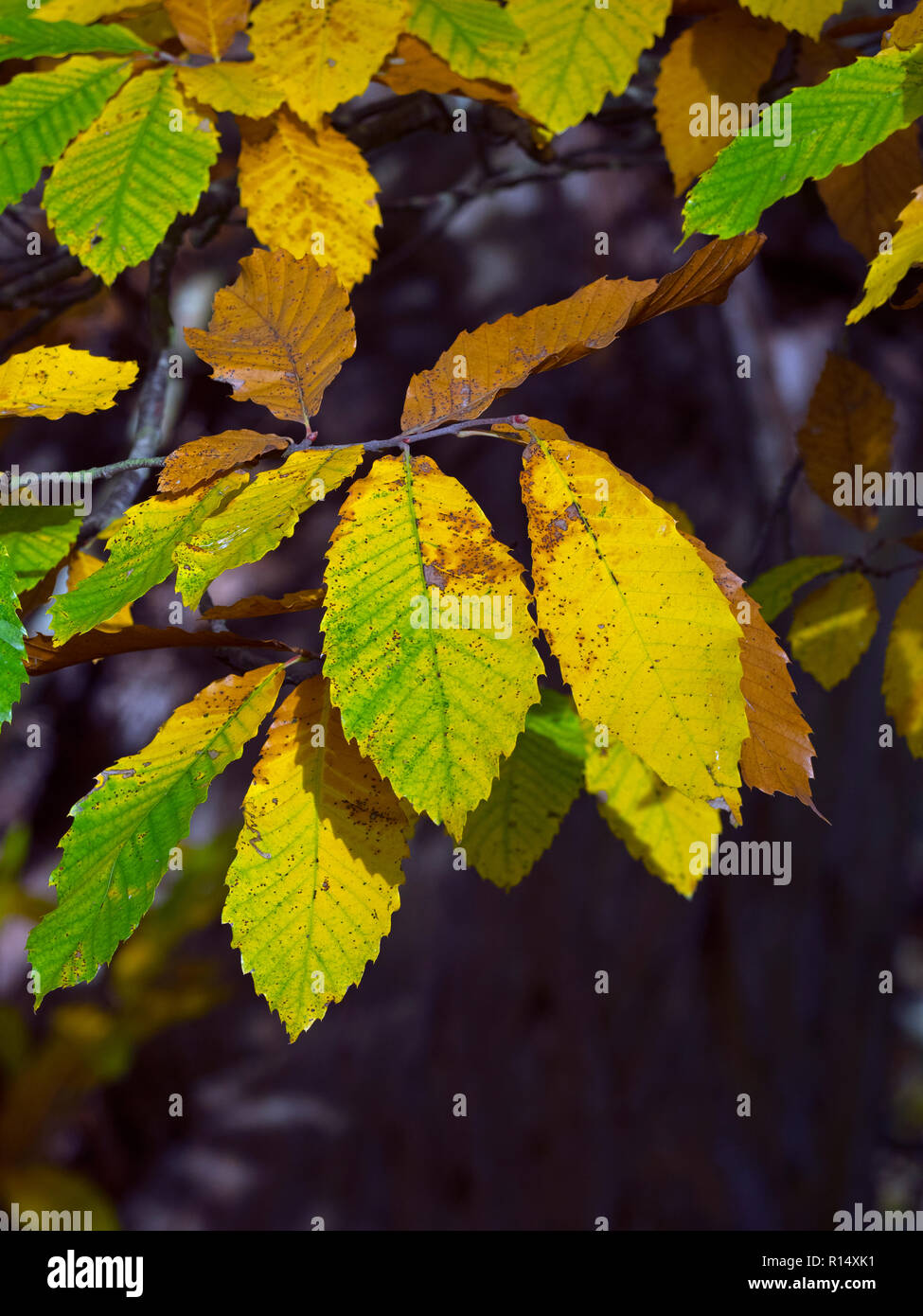 Sweet Chestnut Castanea sativa le foglie in autunno Foto Stock