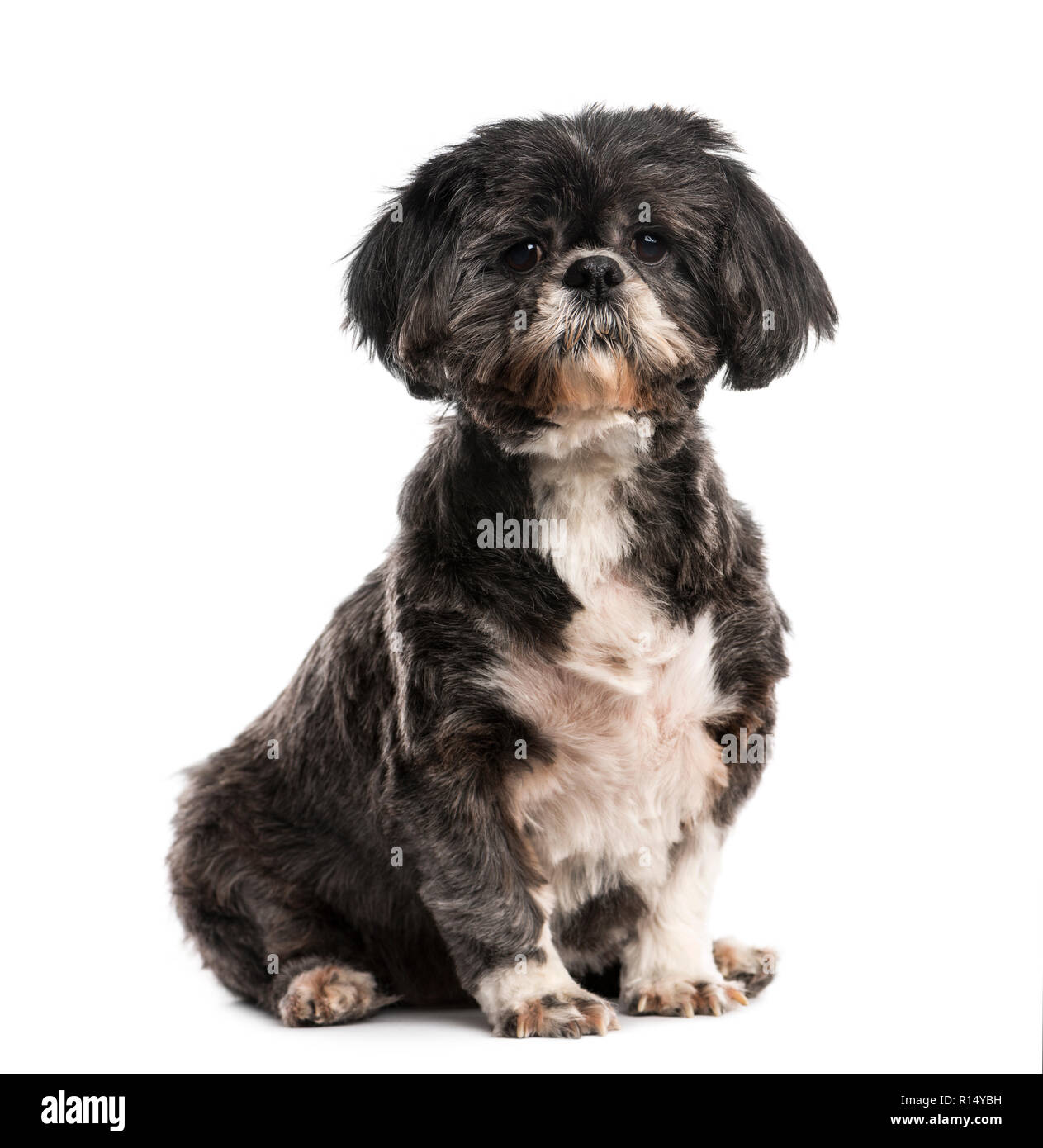 Shih Tzu (10 anni). Foto Stock