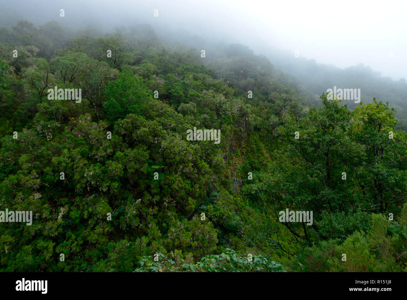 Rabacal-Tal, Zentralgebirge, Madeira, Portogallo Foto Stock