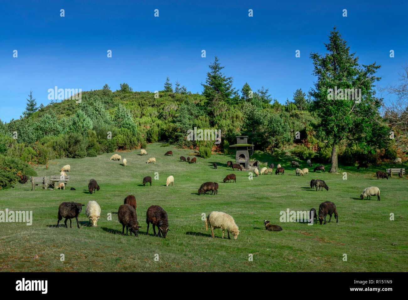 Schafsweide am Pico do Arieiro, Zentralgebirge, Madeira, Portogallo Foto Stock