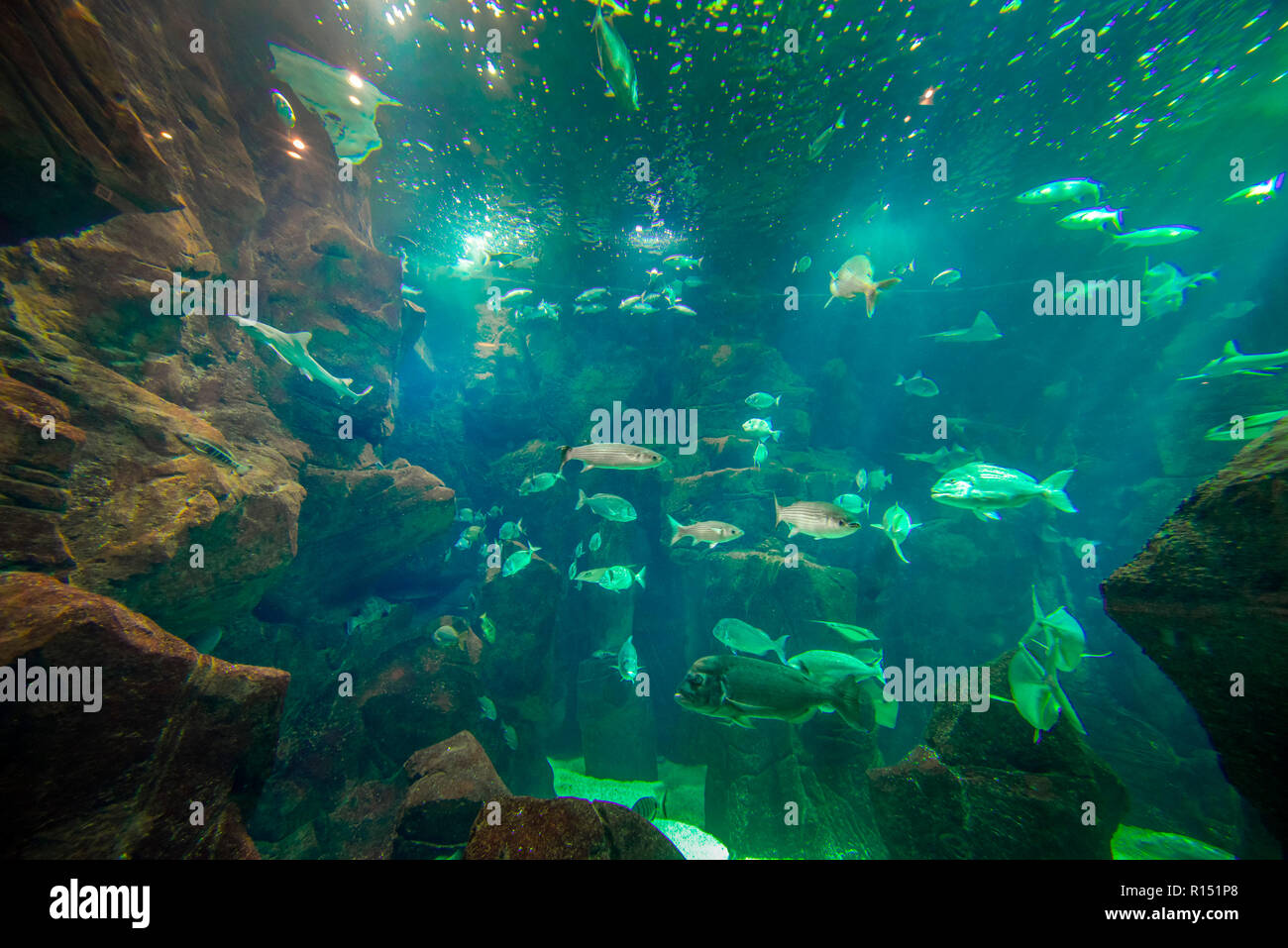 Acquario, Porto Moniz, Madeira, Portogallo Foto Stock