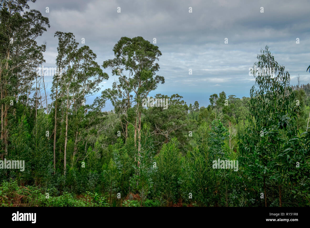 Eukalyptuswald bei Achadas da Cruz, Madeira, Portogallo Foto Stock
