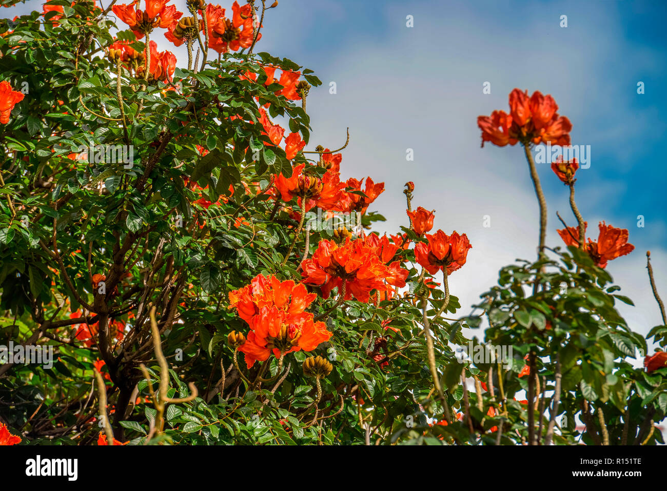 Afrikanischer Tulpenbaum (Spathodea campanulata), Madeira, Portogallo Foto Stock