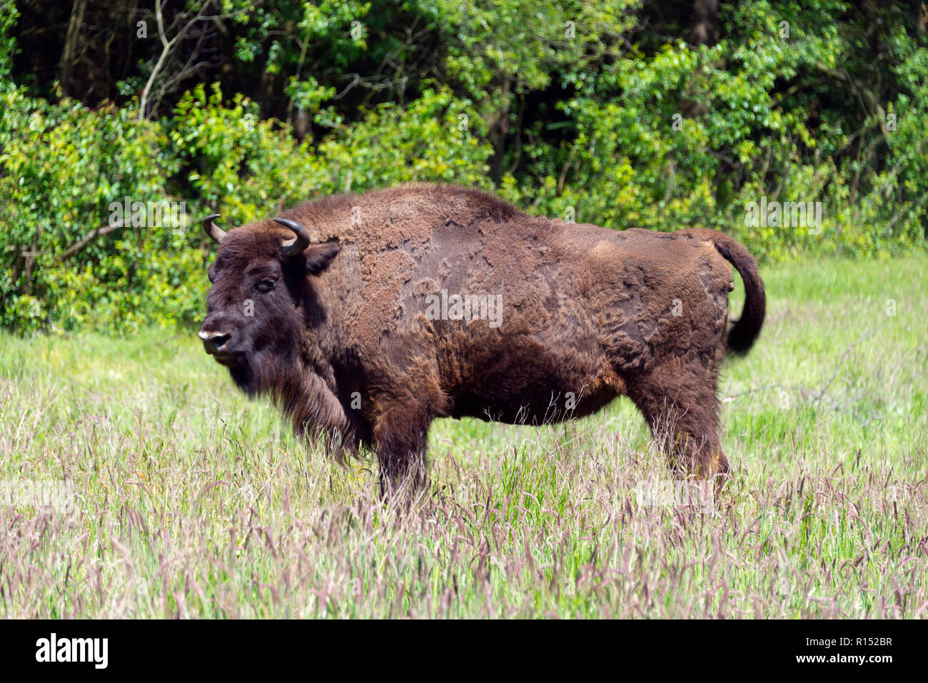 Il bisonte europeo (Bison bonasus), Holter Heide, Cuxhaven, Bassa Sassonia, Germania Foto Stock
