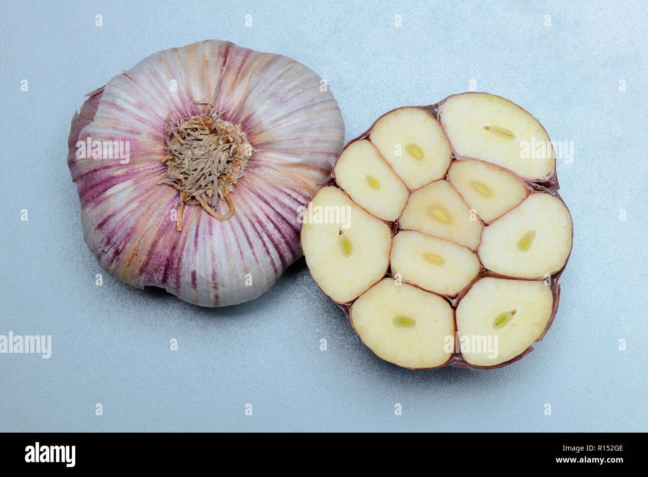 Querschnitt durch Knoblauchknolle, Allium sativum Foto Stock