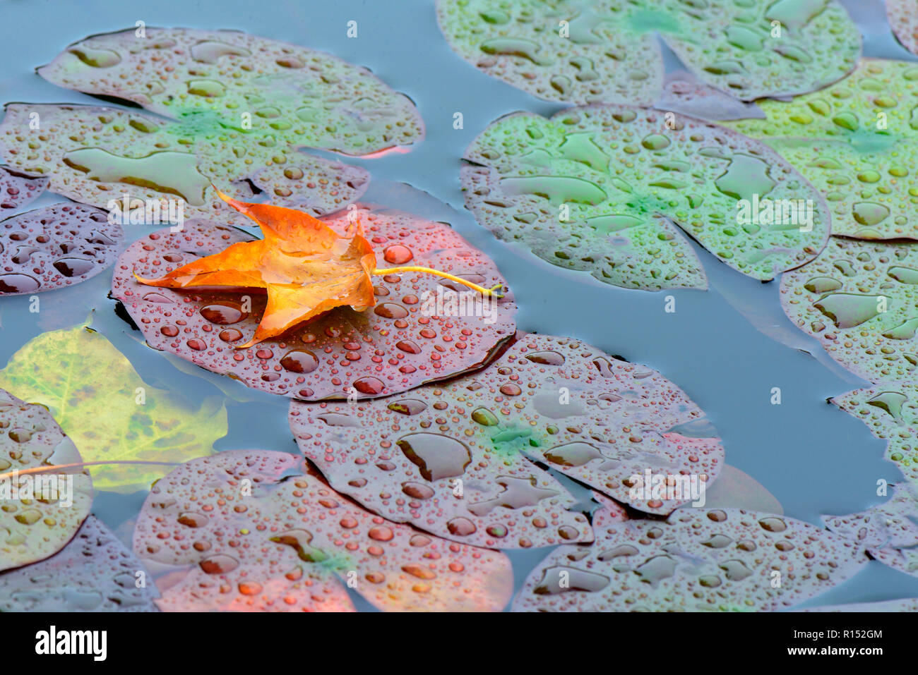 Autumn Leaf su foglie di ninfea Foto Stock