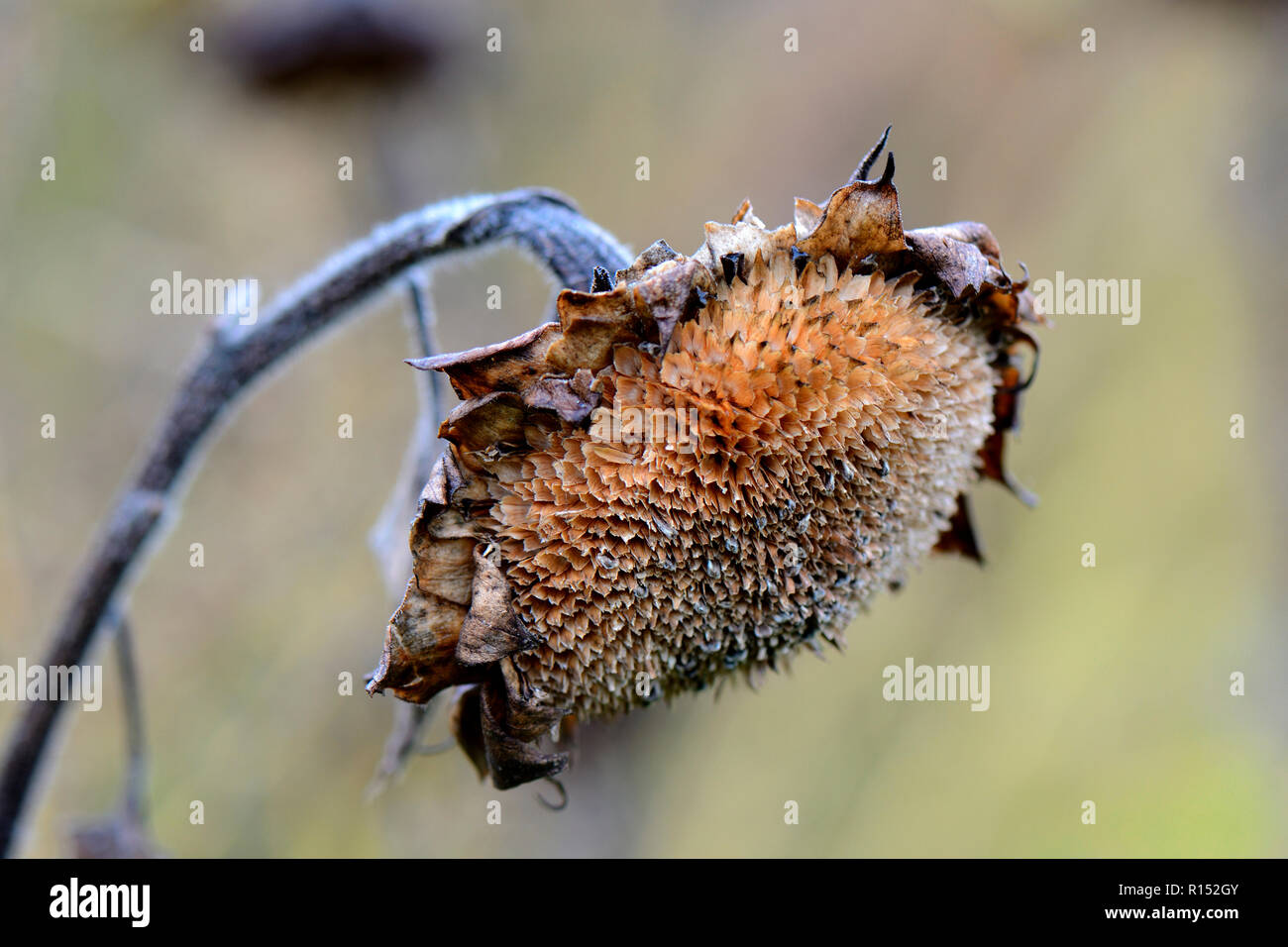 Sonnenblume im Herbst, Helianthus annuus Foto Stock