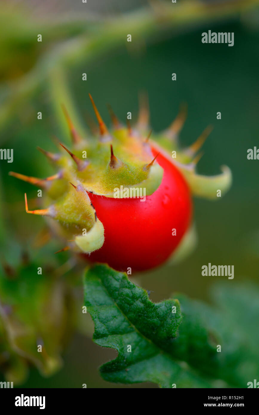 Nachtschatten Klebriger, Litschi-Tomate, Solanum sisybriifolium Foto Stock