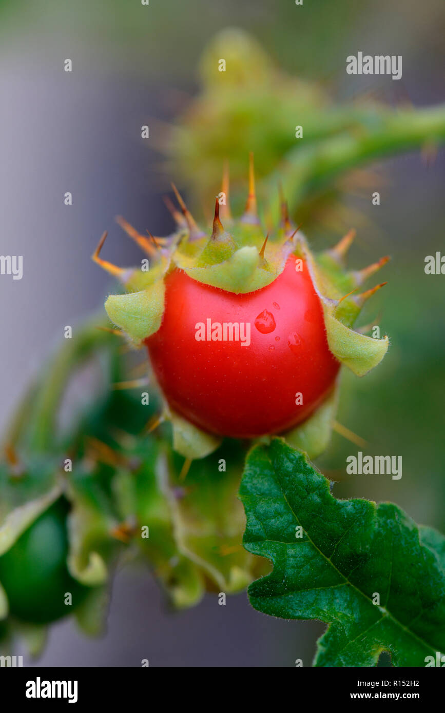 Nachtschatten Klebriger, Litschi-Tomate, Solanum sisybriifolium Foto Stock