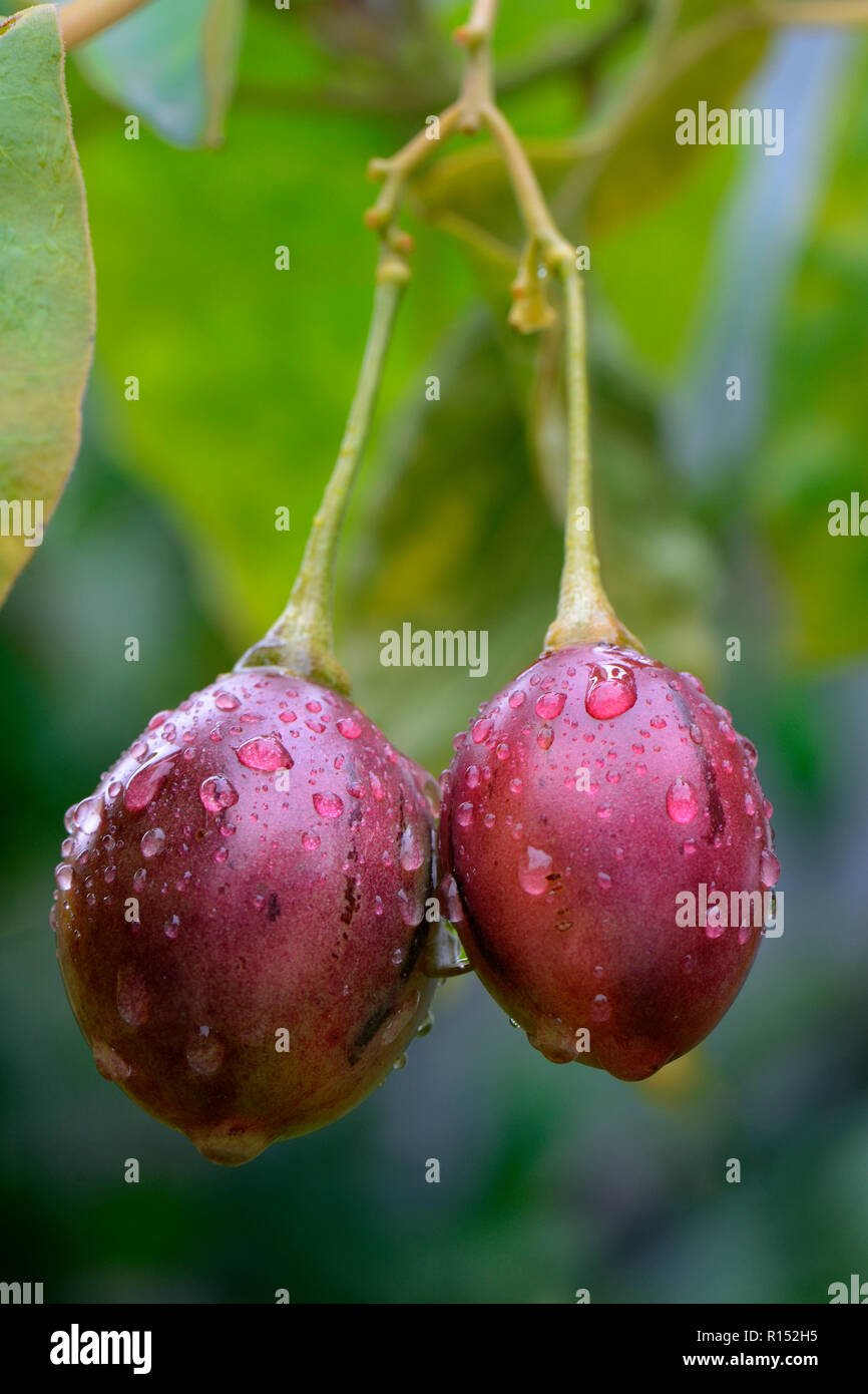 Baumtomate, Cyphomandra betacea Foto Stock