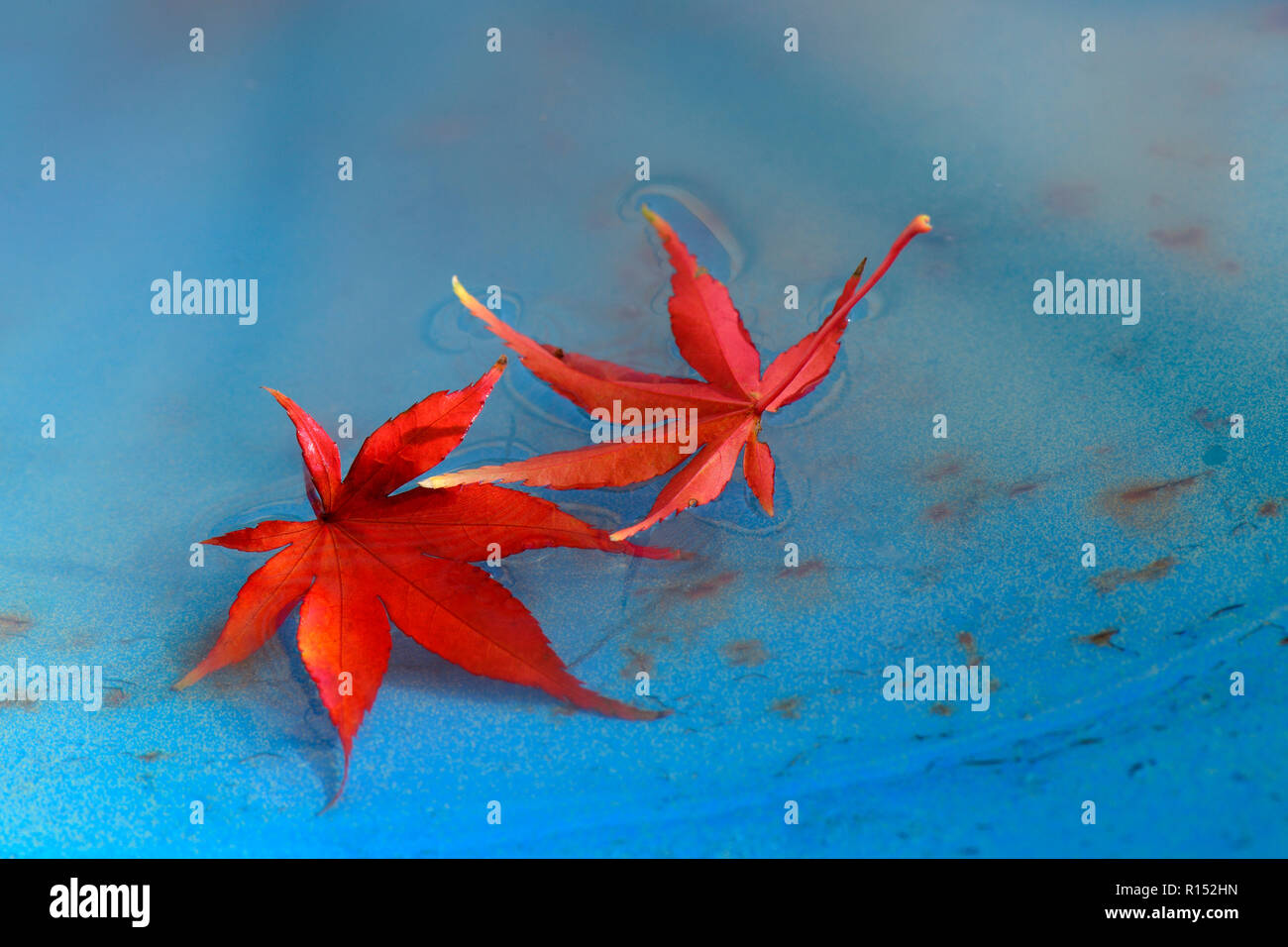 Rote Ahornblaetter auf Wasser, Acer palmatum Foto Stock
