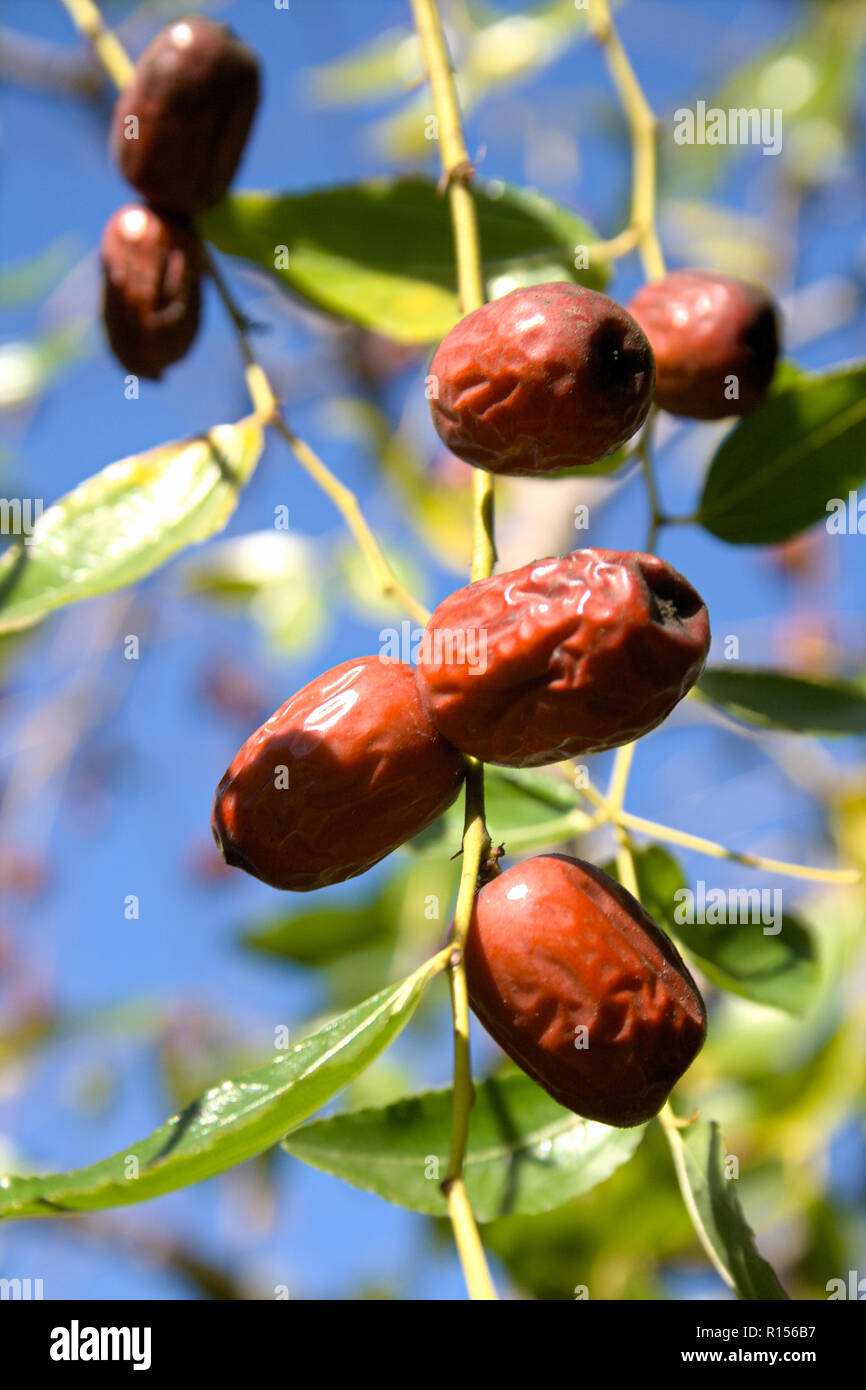 Wild jujube frutto o drupa latino Ziziphus jujuba maturazione su una boccola o albero Foto Stock
