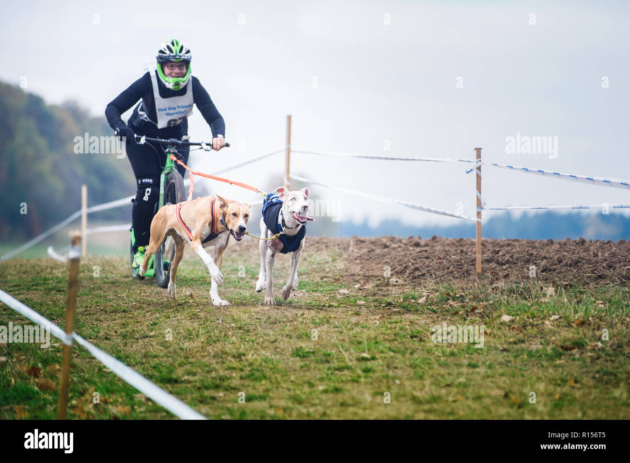 Germania, Oberndorf, Geslau - 3 Novembre 2018: slitte trainate da cani tirando lo scooter con la donna, pastosità Off neve gare di crosscountry in tipico Weath autunnali Foto Stock