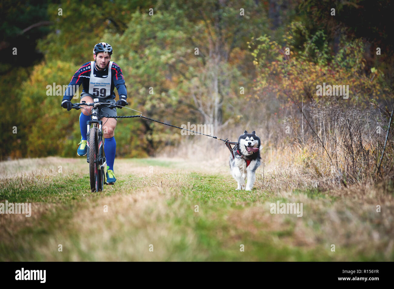 Germania, Oberndorf, Geslau - 3 Novembre 2018: Sled Dog tirando la moto con l'uomo, pastosità Off neve gare di crosscountry in tipico clima autunnale. N. Foto Stock