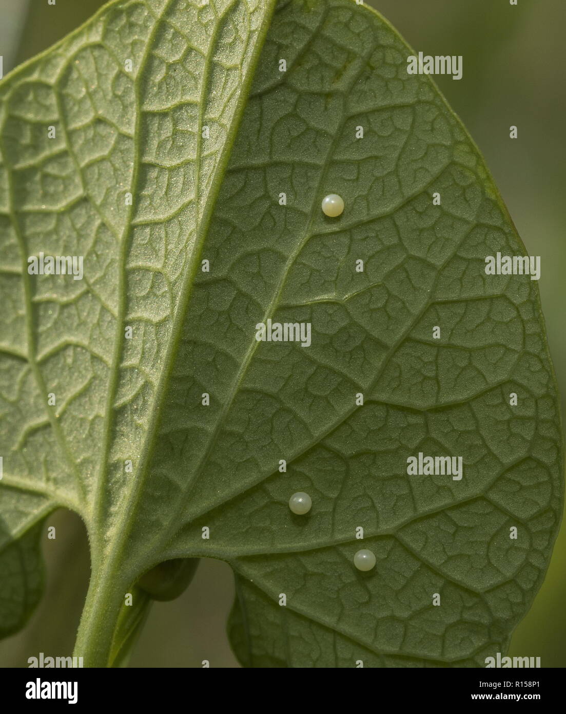 Un olandese il tubo, Aristolochia pallida, con festone meridionale le uova. La Croazia. Foto Stock