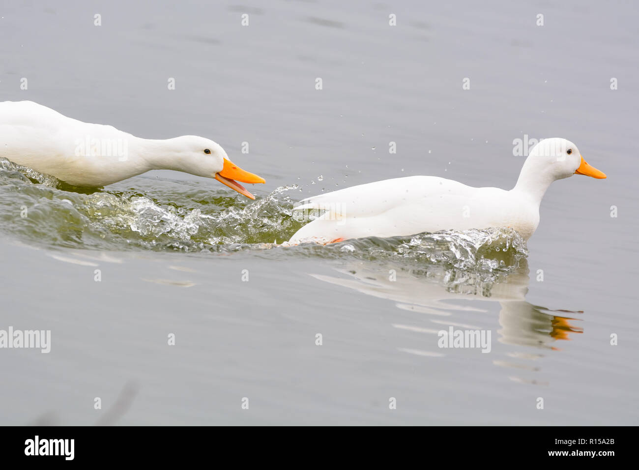 Anatre in corrispondenza di un corpo di acqua Foto Stock