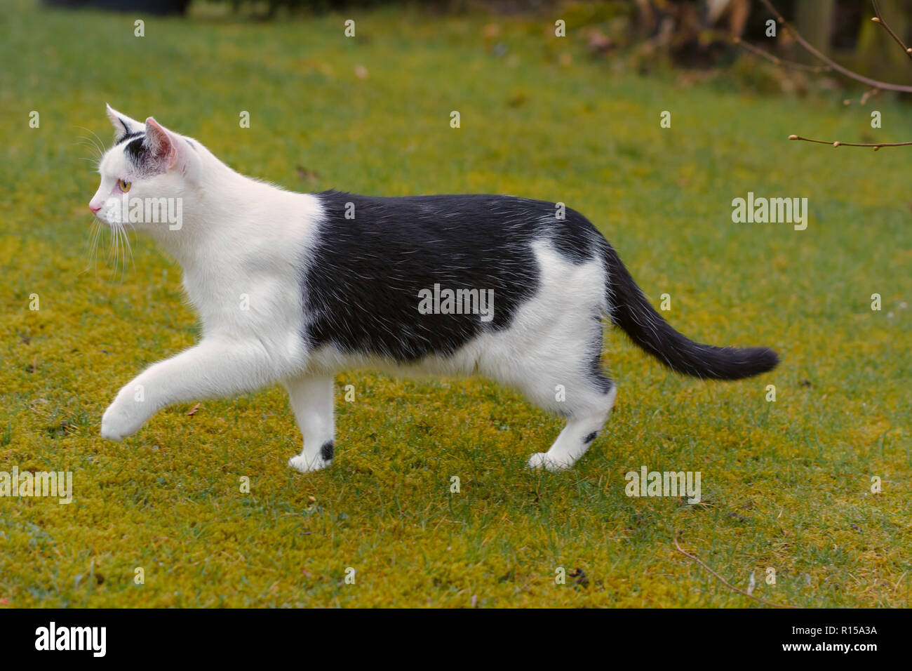 Un bianco e nero spotted cat in un giardino Foto Stock
