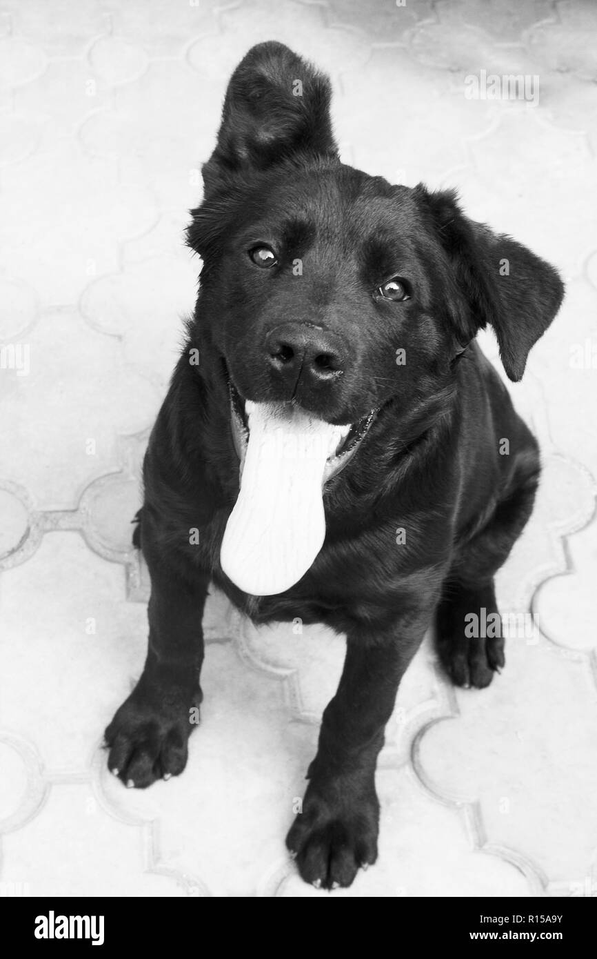 Piccolo cane nero con sorriso. foto Foto Stock